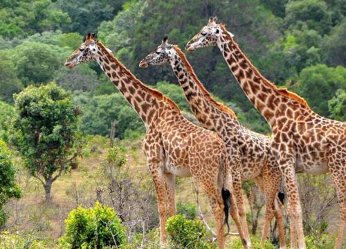 3 Days 2 Nights Mikumi National Park / Udzungwa Mountains National Park