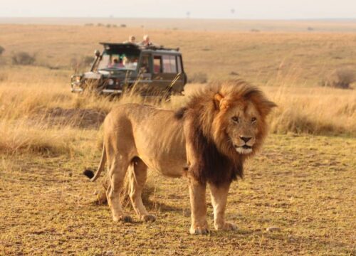 4 Days Tanzania Camping Safari