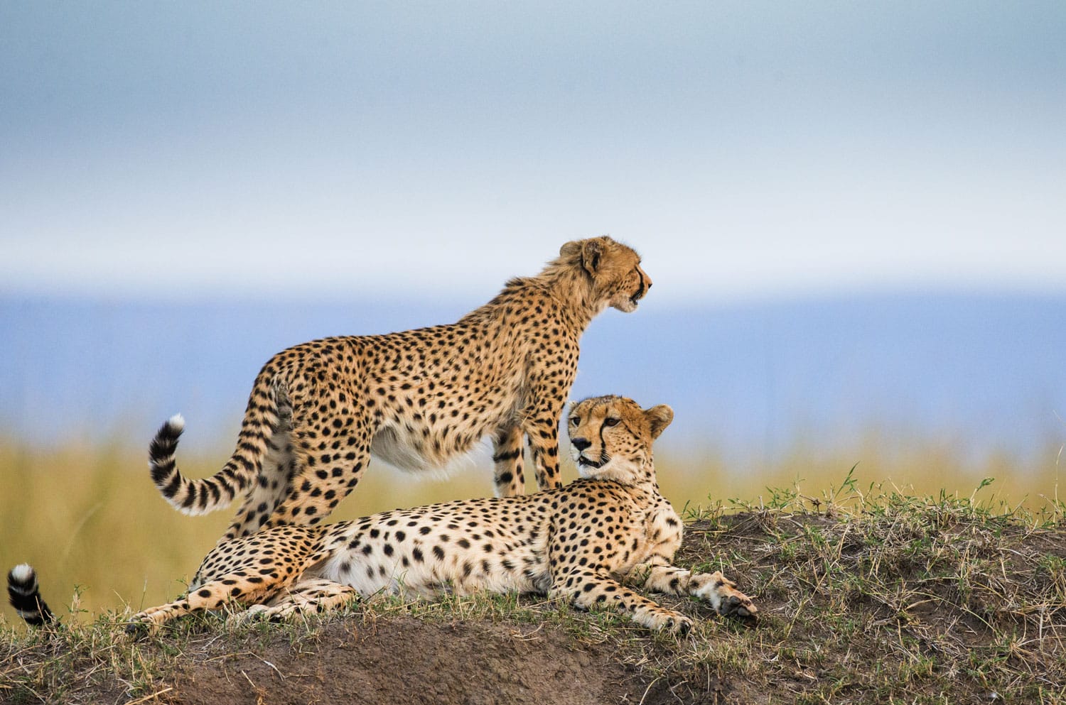 10 Days Tanzania Safari