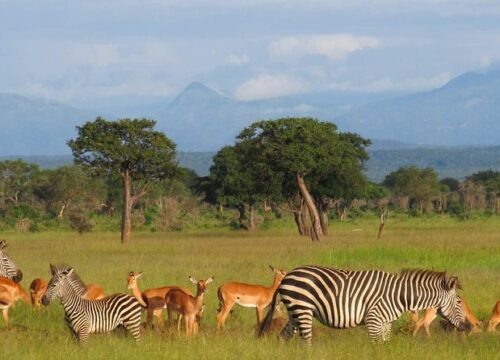 3 days 2 nights Mikumi   Safaris from Zanzibar