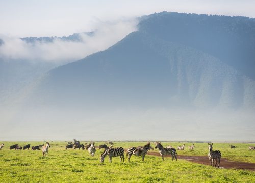 Serengeti and Mara River Safari