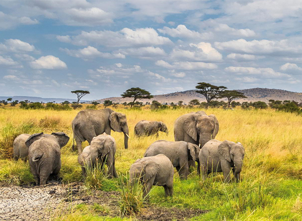 Tarangire National park
