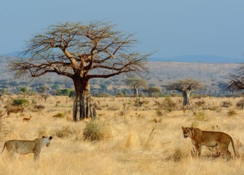 8 days trip to Mikumi National Park and Ruaha National Park