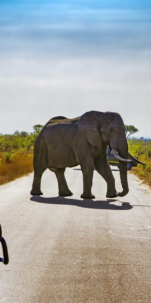 photosafaris